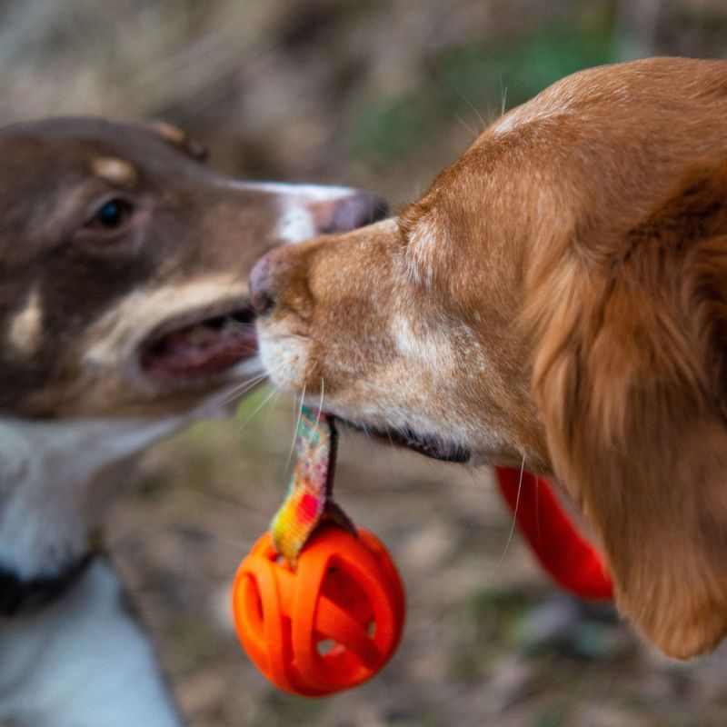 Dog's Craft breathe