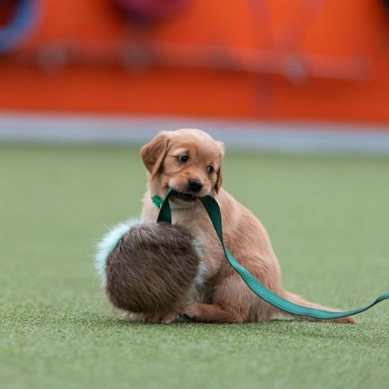 Doggie-Zen Lang jaktleke med knitring og beverpels