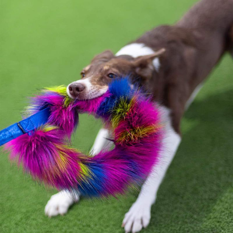 Doggie-Zen Stor Elastisk kampring