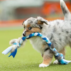 Hovedbilde Paws Made Liten kaninflette