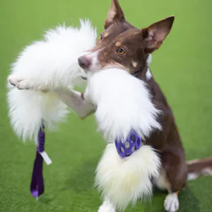 Hovedbilde Doggie-Zen Lang jaktleke med saueskinn og hol-ee ...