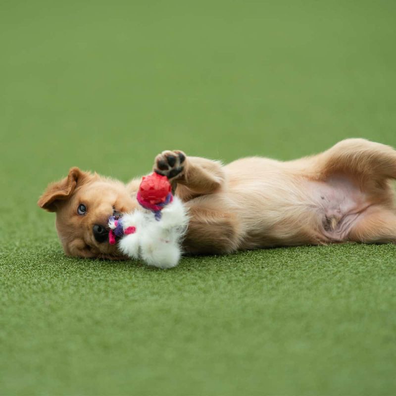 Doggie-zen kaninflette med amazing knobble-ball