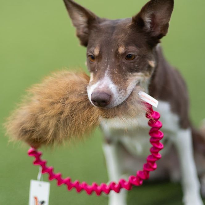 Hovedbilde Doggie-Zen Ringrev kampleke