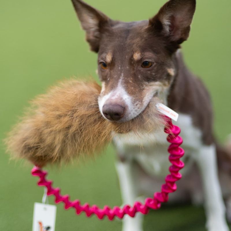 Doggie-Zen Ringrev kampleke