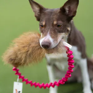 Hovedbilde Doggie-Zen Ringrev kampleke