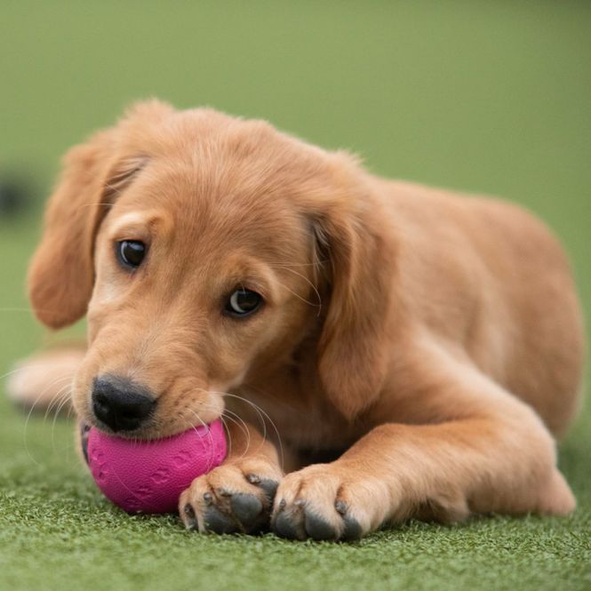 Hovedbilde Trixie Pipeball