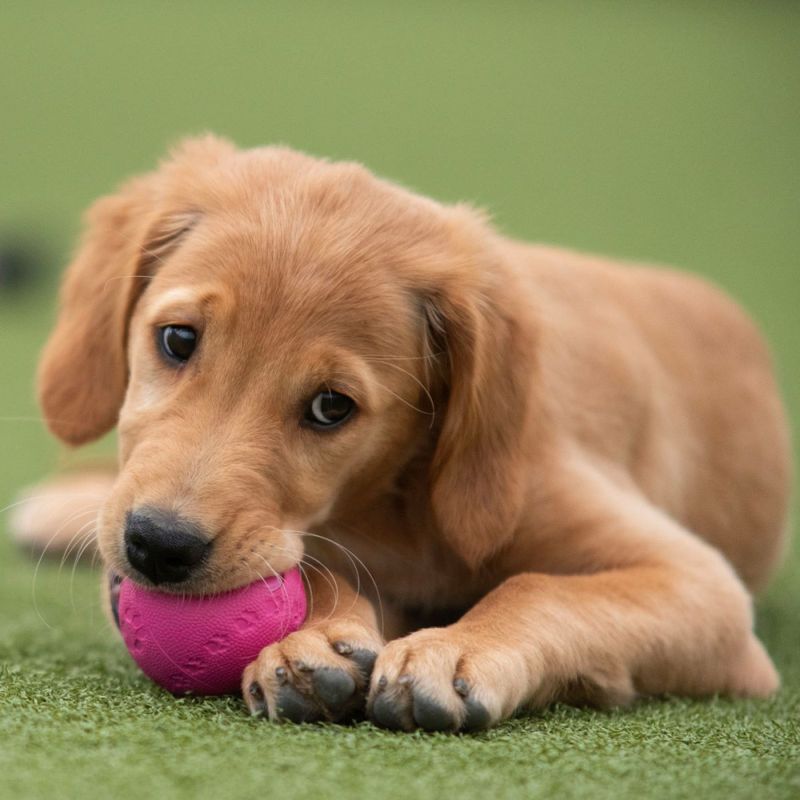 Trixie Pipeball