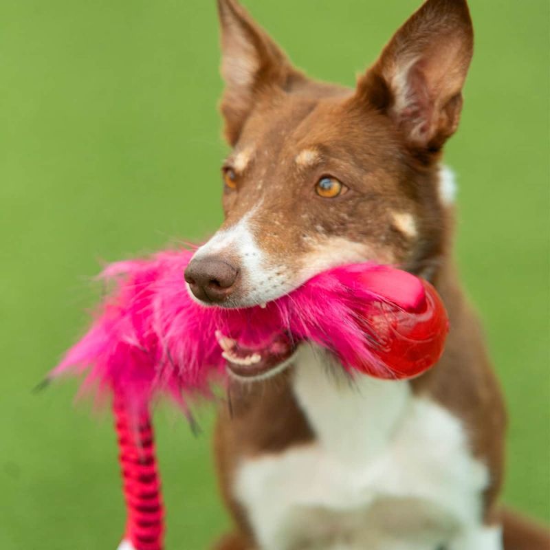 Doggie-zen kampleke med fuskepels og KONG squeezz