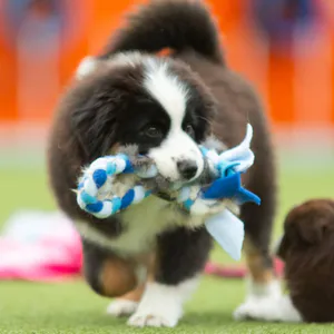 Hovedbilde Paws Made Liten kaninflette