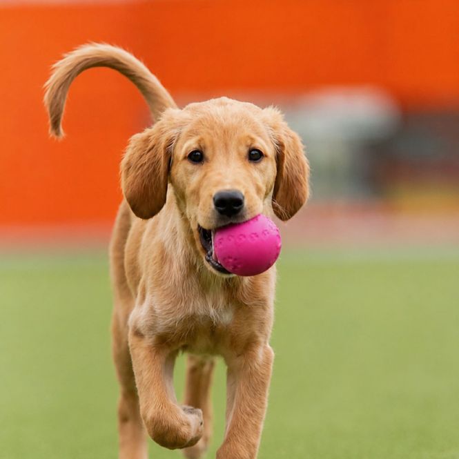 Hovedbilde Trixie Pipeball