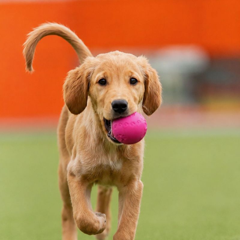 Trixie Pipeball