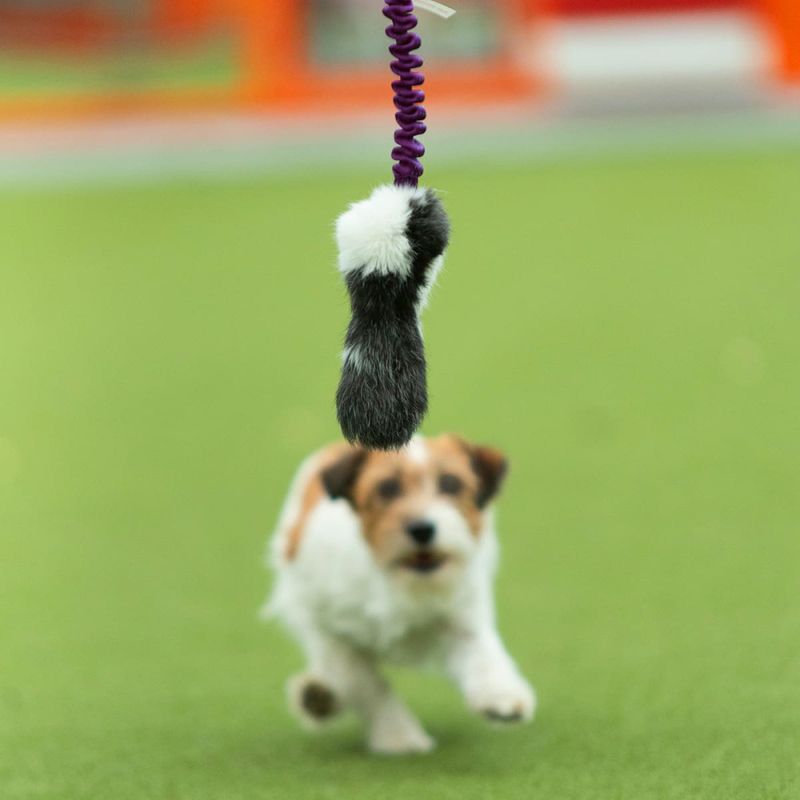Doggie-zen Kampleke med kanin