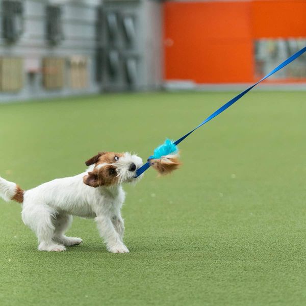 Doggie-Zen Blekksprut jaktleke med sau og kanin