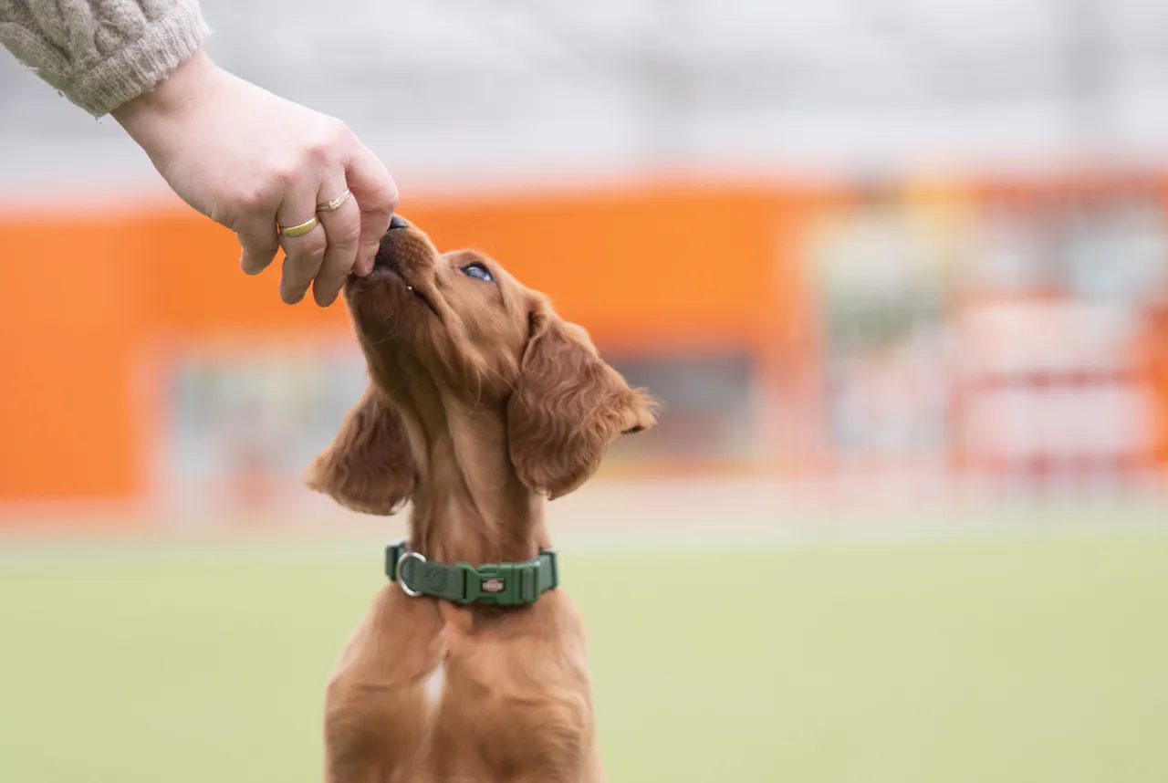 Godbiter til hund