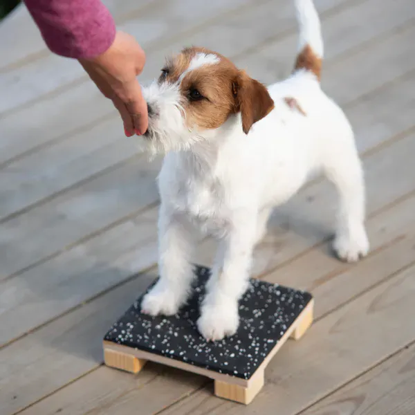 Tren agility med hunden hjemme med vårt enkle og sikre utstyr. 