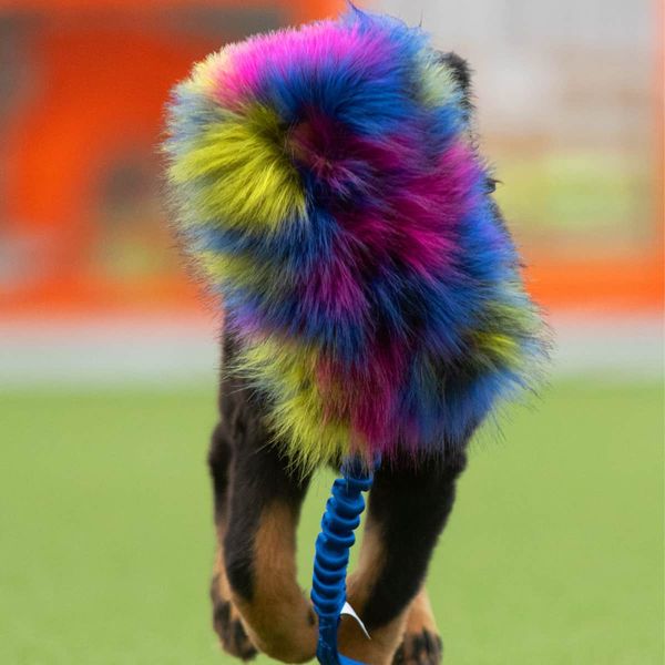 Doggie-Zen Stor Elastisk kampring