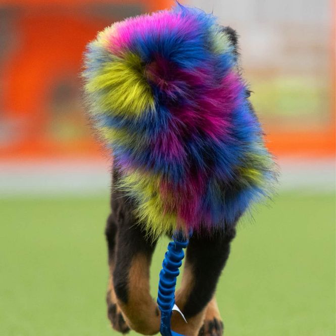 Hovedbilde Doggie-Zen Stor Elastisk kampring